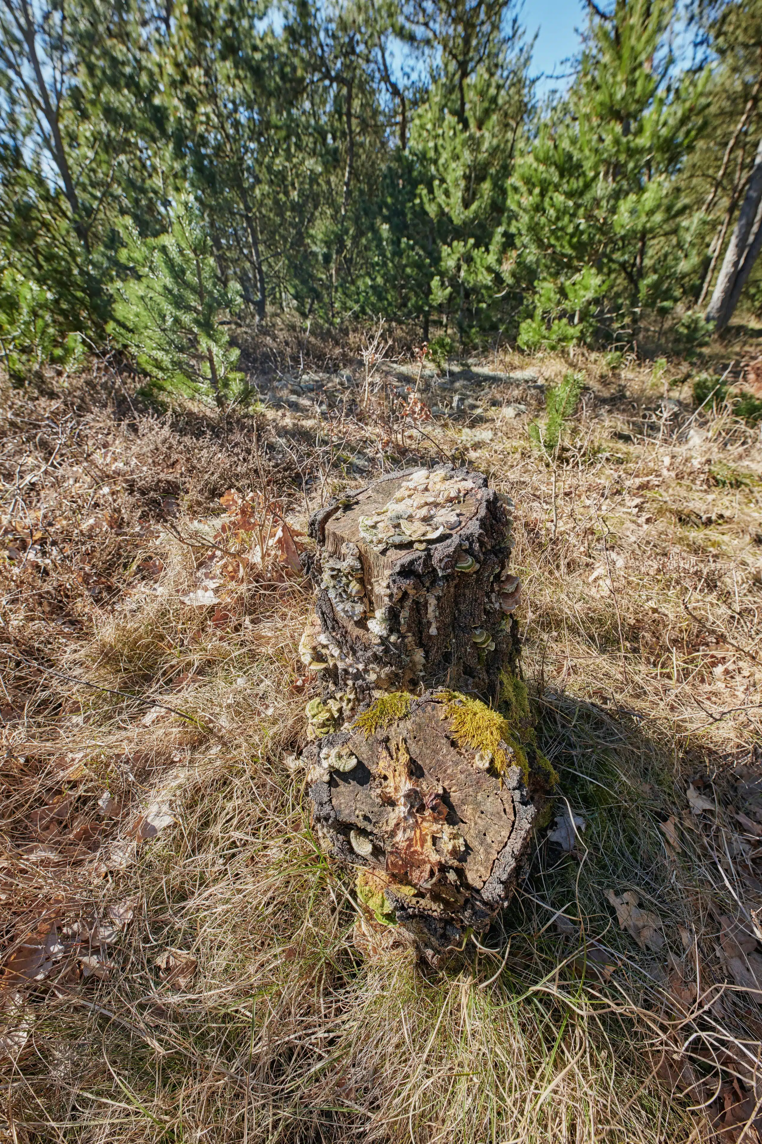 Lumber piles.