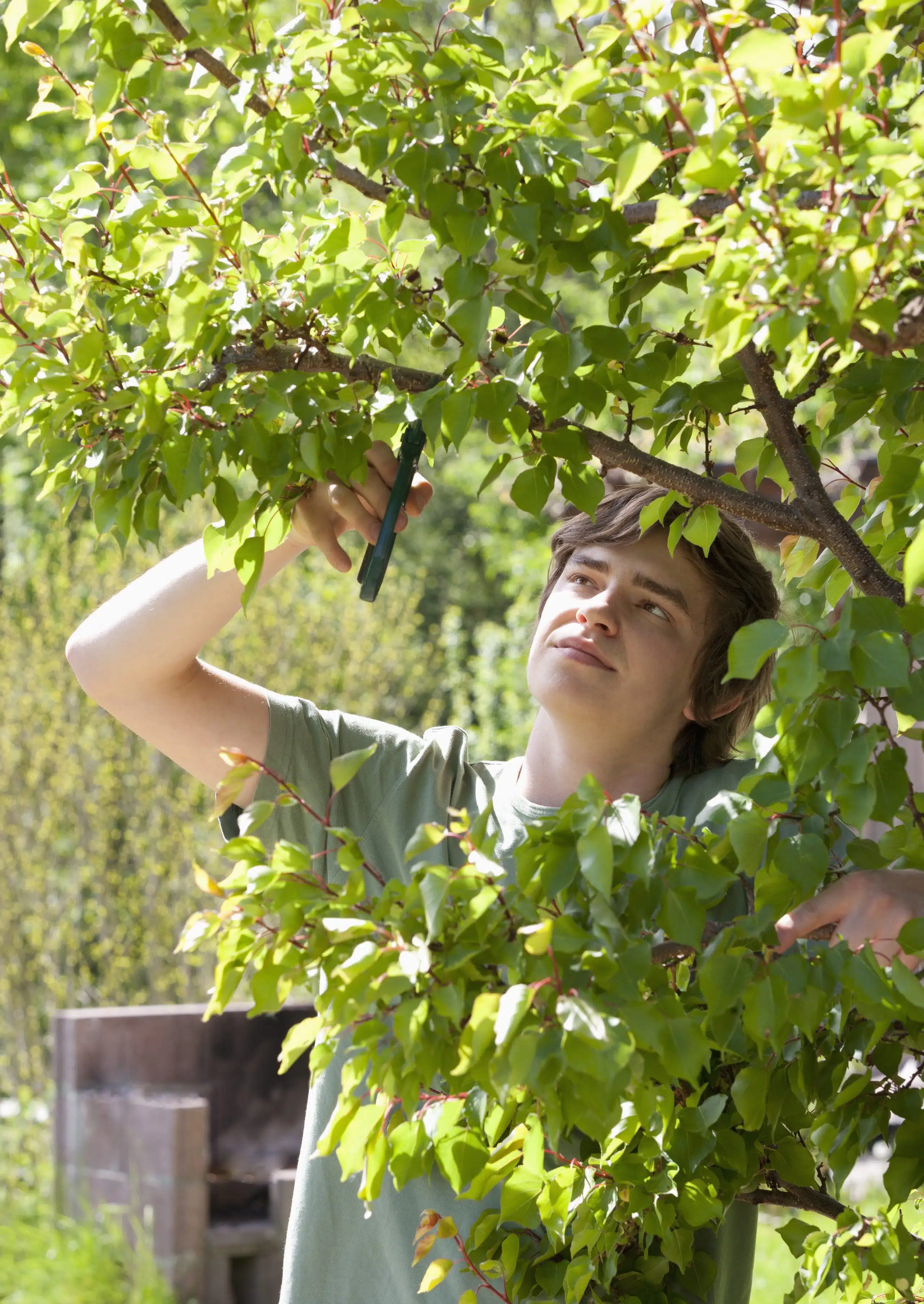Portrait of a young man trimming apricot tree