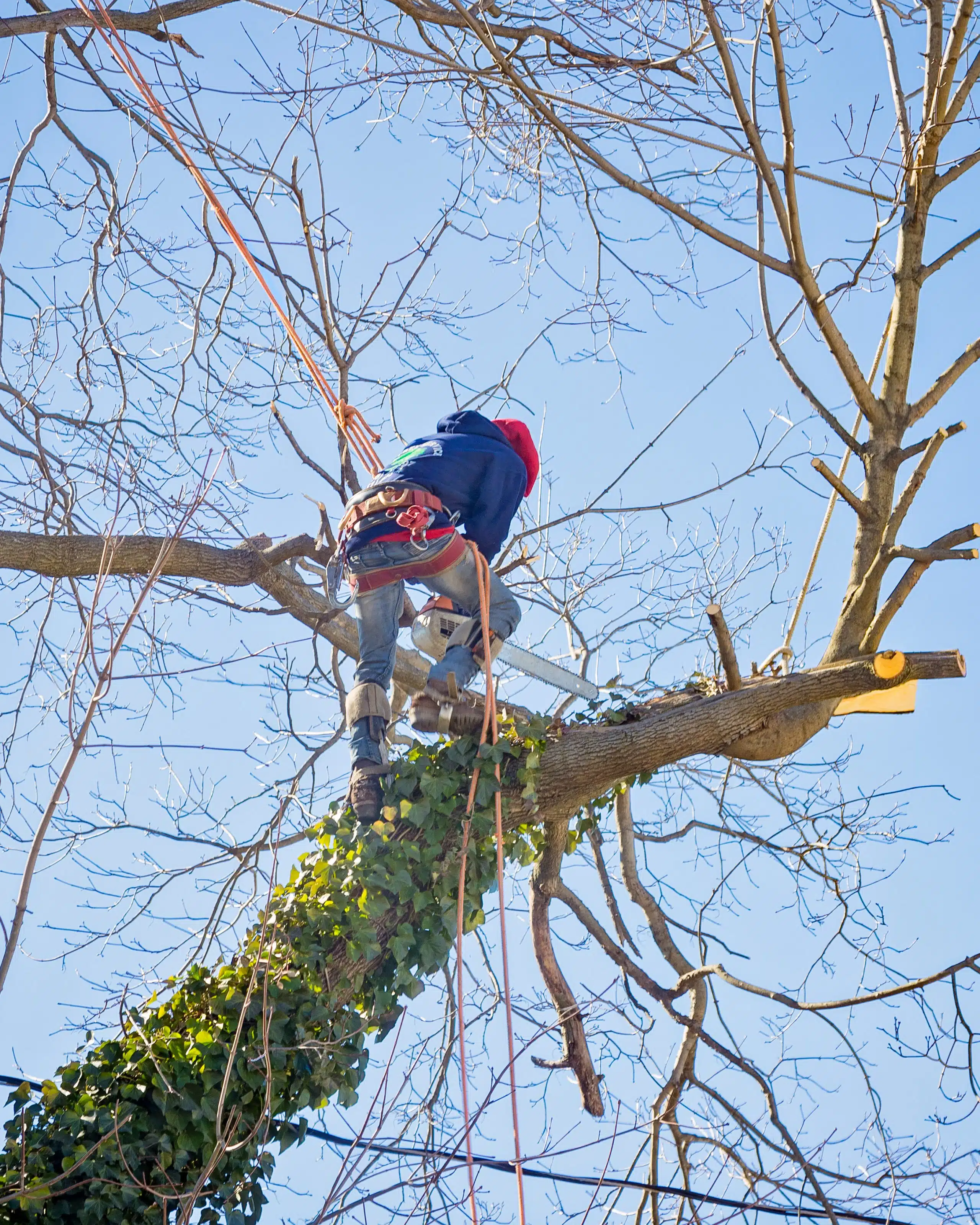 tree-service-worker-arborist-pruning-large-branche-2022-11-01-02-27-26-utc